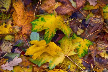 arka plan ile altın yeşil düşmüş sonbahar akçaağaç yaprakları