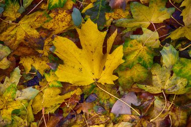 arka plan ile altın yeşil düşmüş sonbahar akçaağaç yaprakları