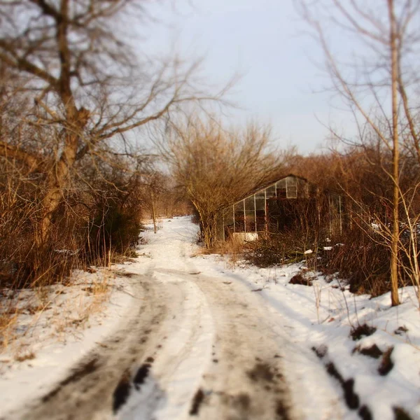 Śnieżna zima biały polną drogą wśród drzew — Zdjęcie stockowe