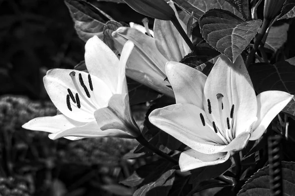 Elegant beautiful flower blooming white lily on background — Stock Photo, Image