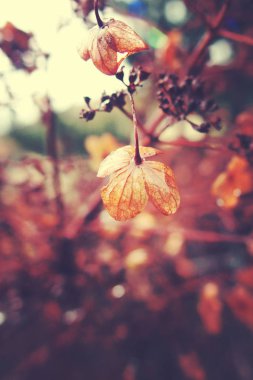Vintage kış yağmur sonra bahçedeki Kuru çiçekler