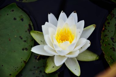 gölet yeşil yaprakları arasında su zambak