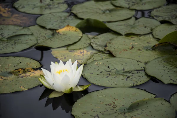 Waterlelie onder groene bladeren in de vijver — Stockfoto