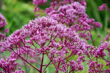 yeşil çayırda açan renkli yaz çiçekleri