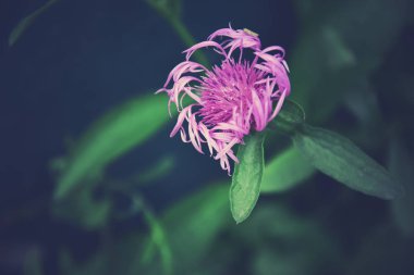 yaz ga karanlık bir arka plan üzerinde güzel renkli çiçekler