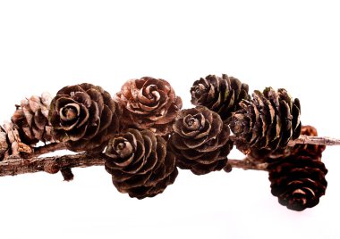 Beyaz bir arka plan üzerinde izole koni ile dekoratif kahverengi dal