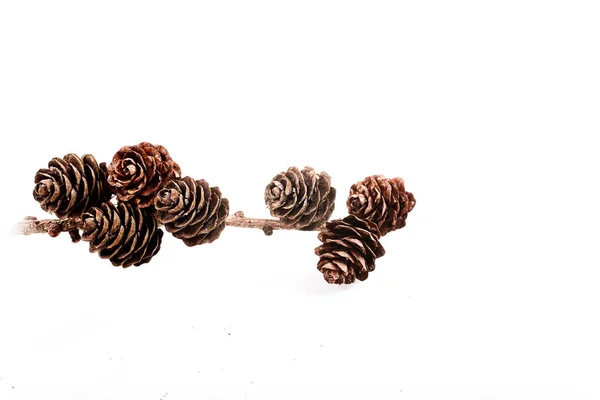 Rama marrón decorativa con cono aislado sobre un fondo blanco —  Fotos de Stock