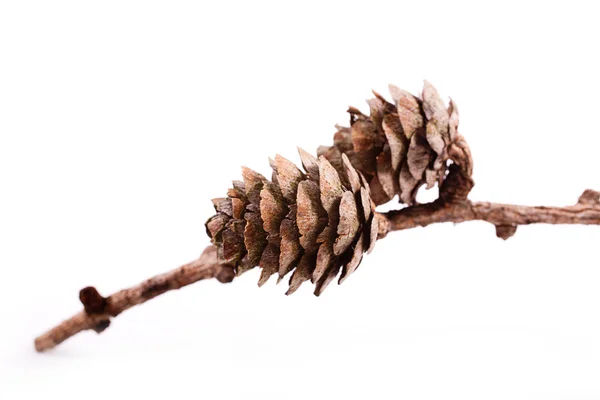 Decorative brown twig with cone isolated on a white background — Stock Photo, Image