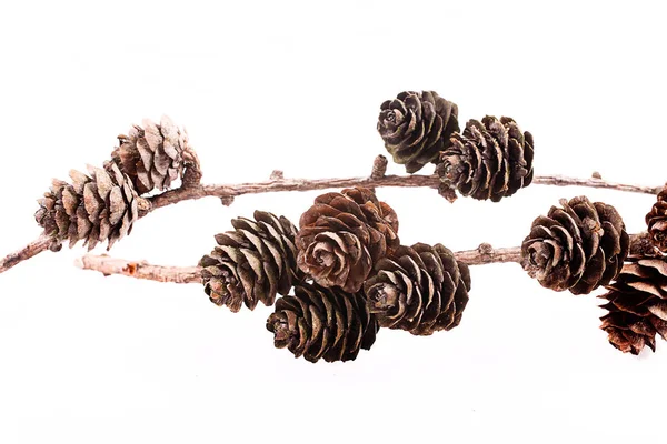 Decorative brown twig with cone isolated on a white background — Stock Photo, Image