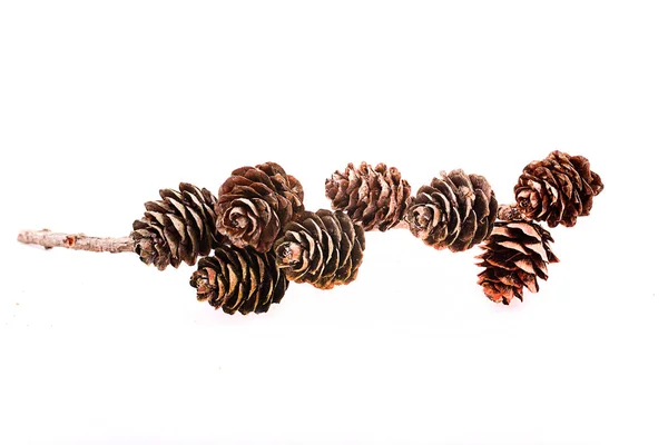 Brindille brune décorative avec cône isolé sur fond blanc — Photo
