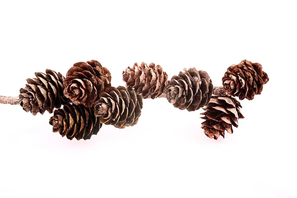 白い背景に分離したコーンと装飾的な茶色の小枝 — ストック写真