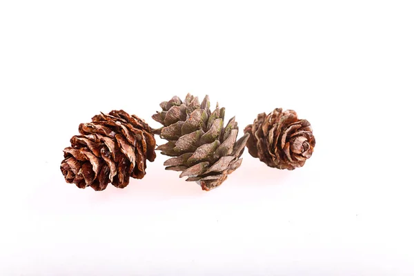 Rama marrón decorativa con cono aislado sobre un fondo blanco — Foto de Stock
