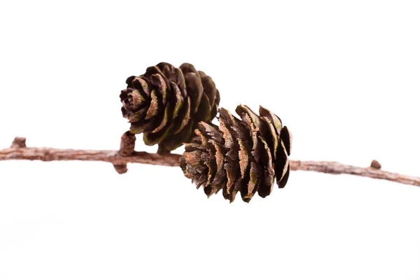 Rama marrón decorativa con cono aislado sobre un fondo blanco — Foto de Stock