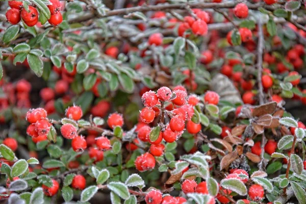 yeşil küçük yaprakları kırmızı meyveler ile Bush buzlu