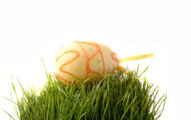 Paskalya yeşil genç buğday üzerinde beyaz bir arka plan üzerinde beyaz arka plan yeşil genç buğday