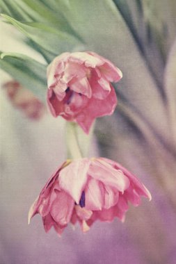 Bahar renkli Lale vazo sıcak renkler,