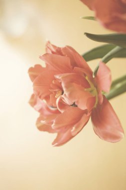 Bahar renkli Lale vazo sıcak renkler,