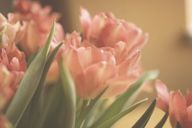 Bahar renkli Lale vazo sıcak renkler,