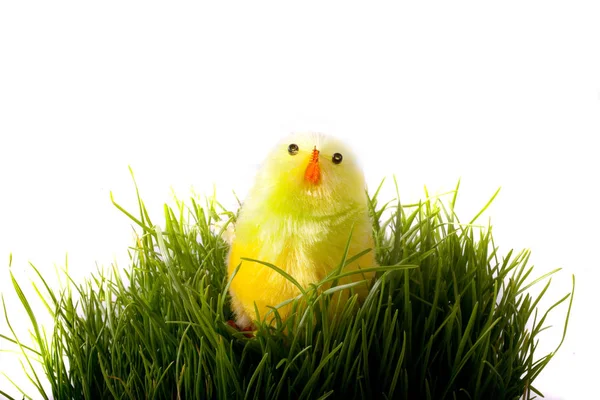 Pasen Groene Jonge Tarwe Een Witte Achtergrond Groene Jonge Tarwe — Stockfoto