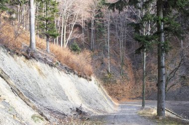 Çam ve diğer ağaçlar yamaçlarında 