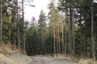 Çam ormanındaki patika 