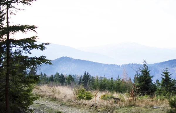 Manzara - dağ zirveleri görünümünü