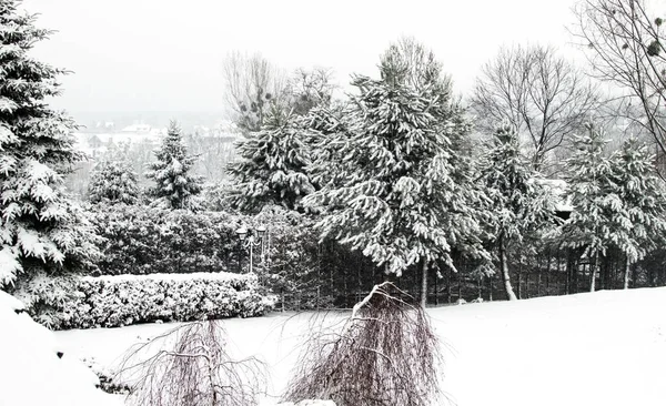 Weihnachtslandschaft - Bäume mit weißem Schnee bedeckt — Stockfoto