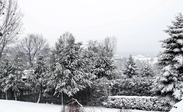 Weihnachtslandschaft - Bäume mit weißem Schnee bedeckt — Stockfoto
