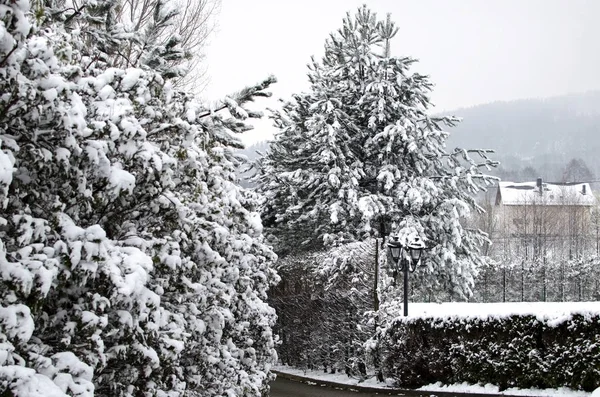 Jul landskap - träd täckta med vit snö — Stockfoto