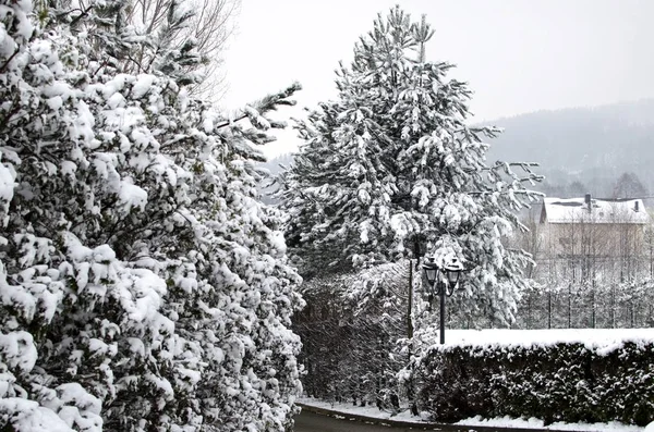 Christmas landscape - trees covered with white snow — Stock Photo, Image