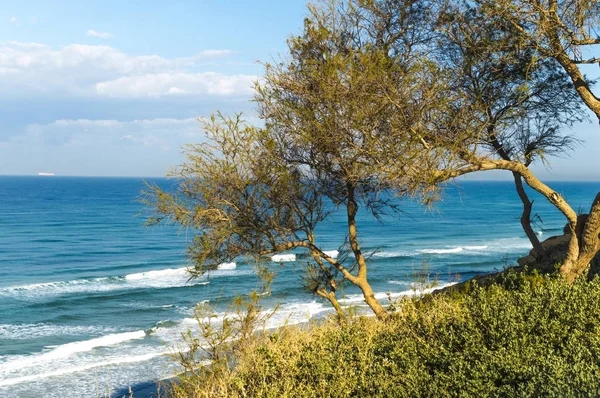 Bomen op de heuvel tegen de achtergrond van de zee en de blauwe hemel — Stockfoto