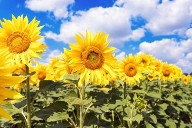 Ayçiçeği closeup mavi gökyüzü arka plan üzerinde 
