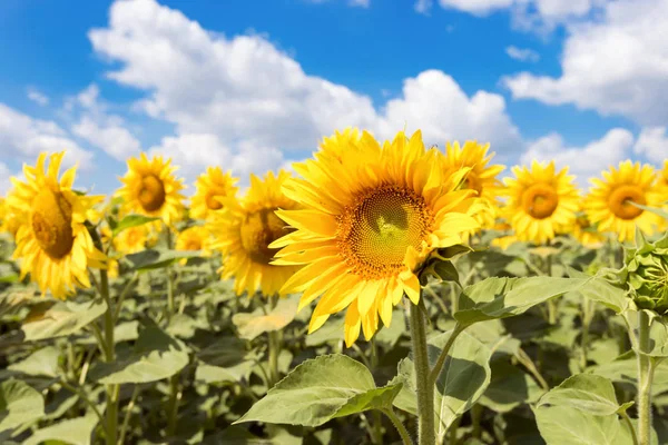 Ayçiçeği closeup mavi gökyüzü arka plan üzerinde 
