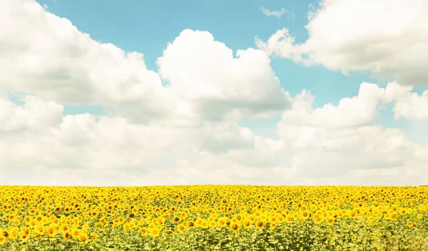 Ayçiçeği alan mavi gökyüzü karşı