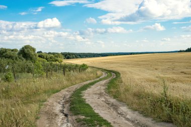 Alan ve orman arasında kırsal yol 