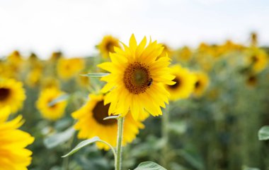 Olgunlaşma sürecinde ayçiçeği alan 