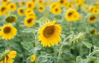 Olgunlaşma sürecinde ayçiçeği alan