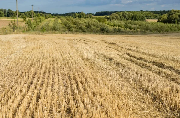 The wheat field is already with the harvested crop around the ci — Stock Photo, Image