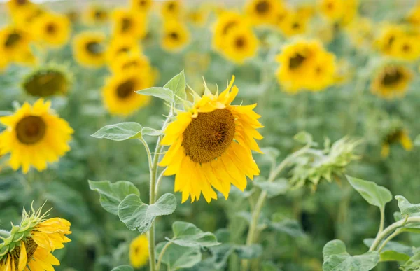 Olgunlaşma sürecinde ayçiçeği alan