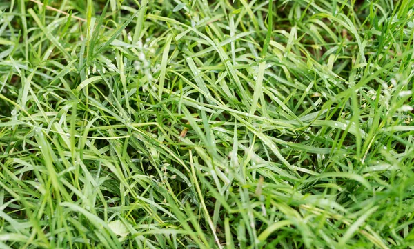 Yeşil çim dokusu olduğunu 