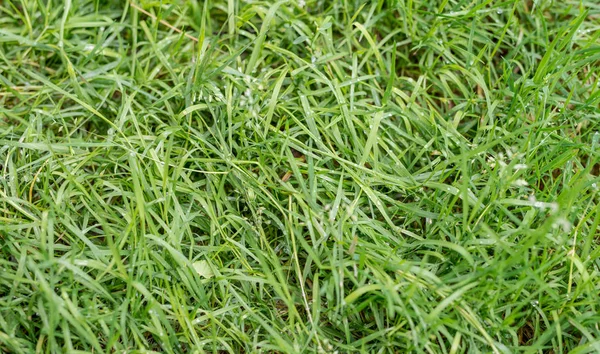 Yeşil çim dokusu olduğunu 