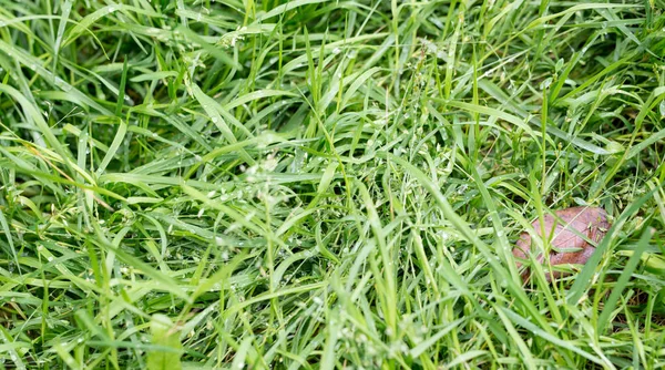 Die Textur ist grünes Gras — Stockfoto