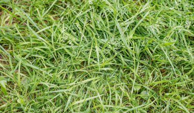 Yeşil çim dokusu olduğunu