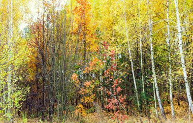 Huş ağacı ahşap sararmış yaprakları ile