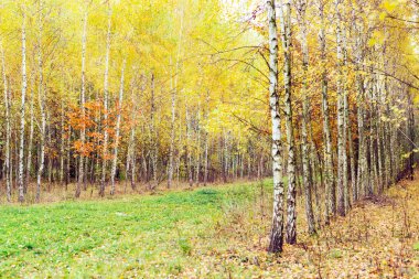 Huş ağacı ahşap sararmış yaprakları ile