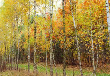 Huş ağacı ahşap sararmış yaprakları ile