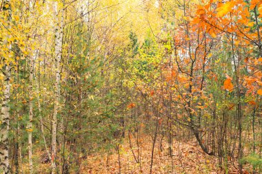 Çok renkli ağaç yaprak 