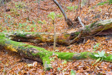Düşmüş eski ağaç ile yeşil yosun kaplı