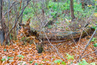 Düşmüş eski ağaç ile yeşil yosun kaplı