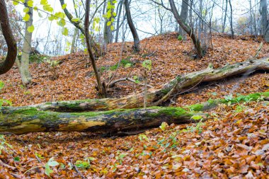 Düşmüş eski ağaç ile yeşil yosun kaplı
